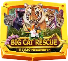 Big Cat Rescue